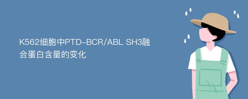 K562细胞中PTD-BCR/ABL SH3融合蛋白含量的变化