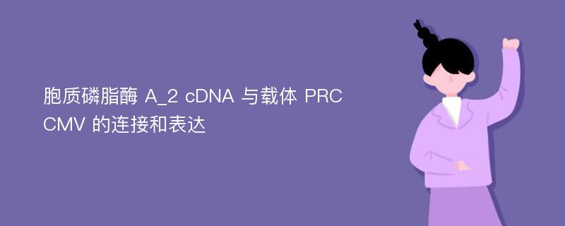 胞质磷脂酶 A_2 cDNA 与载体 PRCCMV 的连接和表达
